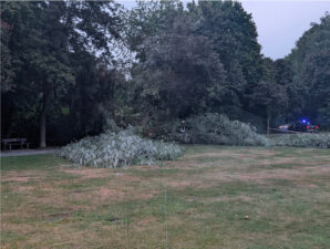 Baum droht auf Weg zu fallen