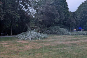 Baum droht auf Weg zu fallen